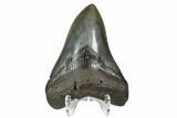 Fossil Megalodon Tooth - South Carolina #164992-2